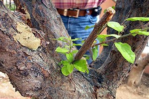Ezine de Meyve Ağaçlarında Aşı Eğitimi