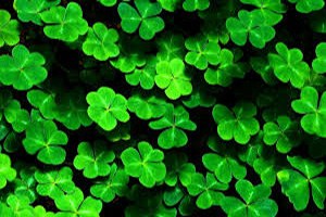 Gümüşhane de Buğday ve Yonca Tarlaları Kontrol Edildi