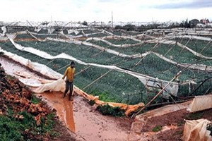 Doğal Afetlerden Salihli de 72 Bin Dönüm Alan Etkilendi