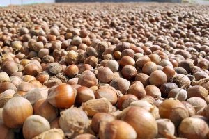 Fındık Ekonomisi Ordu ya Yaradı