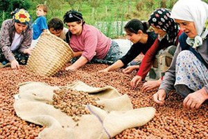 Fındık Üretiminde Reform
