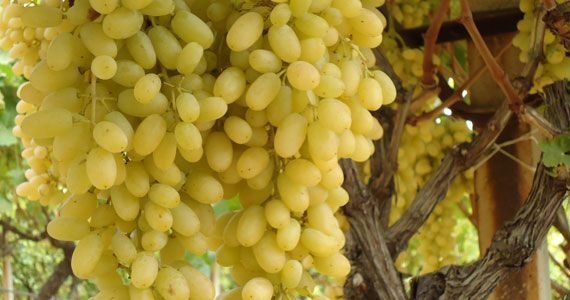 Peygamber Üzümünün Hasadı Başladı
