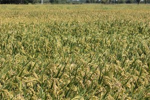 Manyas ta Çeltik Hasadı Dönemi