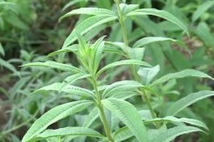 Melisa Egeli Çiftçinin Alternatifi Oldu