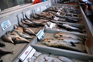 Ticari Amaçlı Su Ürünleri Avcılığını Düzenleyen Tebliğ Yayınlandı