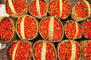 Vali Hanım Çileği nde Bu Yıl Hedef 550 Ton