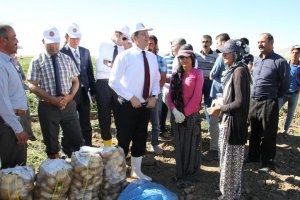 Van da Patates Hasadı