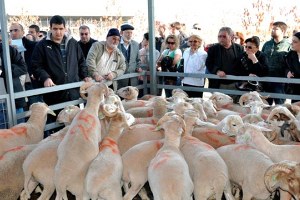 Kurban Fiyatları Cep Yakıyor