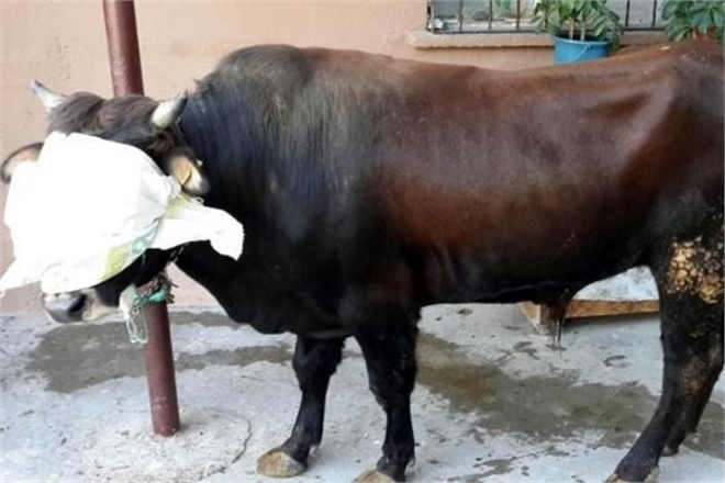 Kestiği Kurbanda Tüberküloz Çıkan Aile Tedirgin