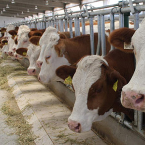 ESK Tarafından Alınacak Kurbanlıkların Fiyatları