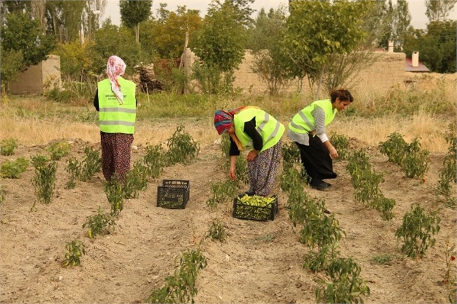 Yaşam Ağacı Projesi Meyvelerini Verdi