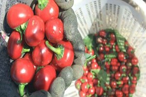 Acı Biber Üreticisini Sevindirdi