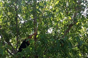 Adilcevaz da Ceviz Hasadı Başladı