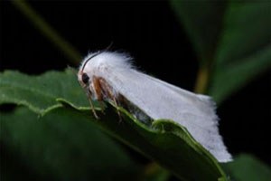 Fındık Üreticisinin Kelebek Tedirginliği