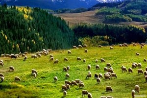 Bayburt ta Mera Islahı Çalışmaları