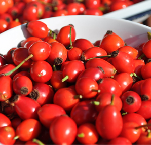 Kuşburnu Tavan Yaptı