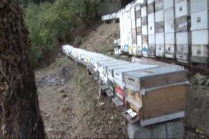 Kestane Balı Üretiminde Rekor Düşüş