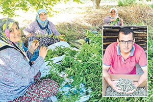 Melisa Karadeniz Çayına Rakip Oldu