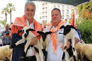 Sakız Koyunları İçin Güzellik Yarışması