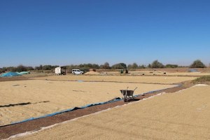 Çankırı Çeltik Üretiminde 10 Sırada