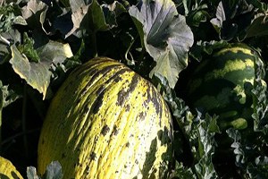 Çiftçiler Kavun Karpuzdan Hasadından Yüksek Verim Bekliyor