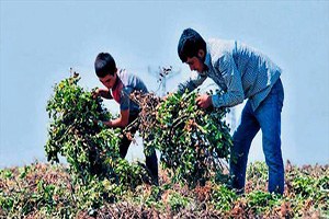 Çukurova da Fıstık Gibi Hasat Yapılıyor