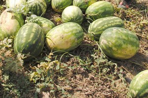 Karpuz Tarlada Kaldı