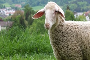 Küçükbaş Hayvan Büyükbaşa Göre Daha Uygun