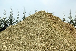 Kırıkkale de Mısır Silajı Çalışmaları