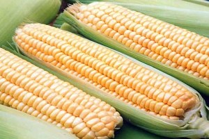 TMO 2015 Mısır Alım Fiyatını Açıkladı