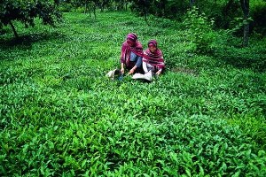 Rize de Organik Tarım Desteklemeleri Katlanarak Artmaya Devam Ediyor