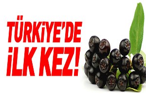 Süper Meyve de İlk Ürün Alındı