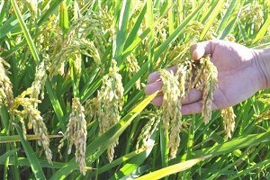 Trakya da Çeltik Hasadı Başladı