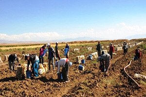 Van da Sebze Üretimi