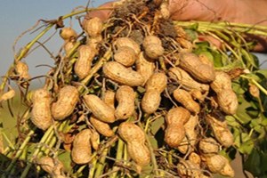 Hatay da Yer Fıstığı Hasadı Başladı