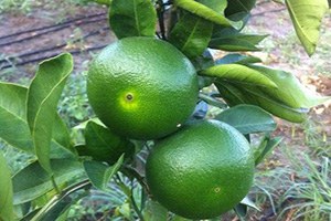 Yılın İlk Narenciye Ürünü Early Cinsi Mandalina Dalında 1 TL ye Satıldı