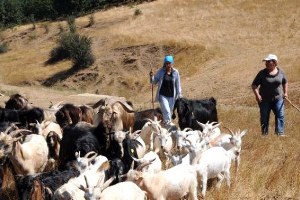 İki Kadının 50 Keçi ile Başlayan Ortaklığı Fabrika Yolunda