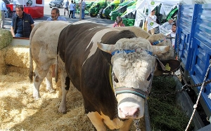 Sivas ta Araba Fiyatı na Boğa