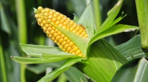 Mısır Üreticisinin Yüzünü Güldürdü