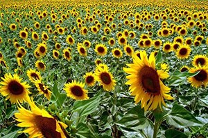 Yüzde 50 Hibeli Yem Bitkileri Çiftçileri Memnun Etti