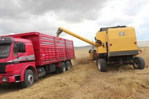 Buğday Rekoltesi Yüzde 50 Arttı