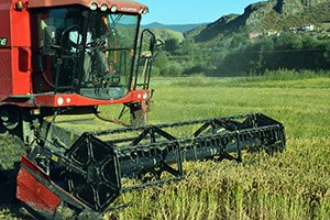 Boyabat ta Çeltik Hasadı Başladı