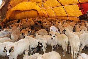 Kurbanda Ekonomiye 10 Milyar Liralık Katkı