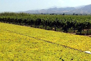 Kuru Üzüm İhracarında Rekor