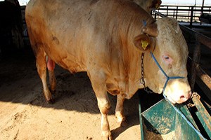 Şampiyonun Bonservisi 15 Bin Tl