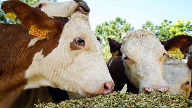 Simental Irkı Büyükbaş İthal Edildi