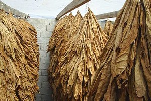 Muş ta Tütün Hasadı Başladı