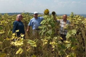 Trakya da Ayçiçeği Veriminde Düşüş Beklentisi