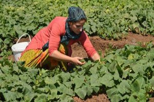 Diyarbakır da Kent Bostanı Ürün Vermeye Başladı