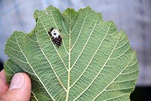 Fındıkta Filiz Güvesi Uyarısı